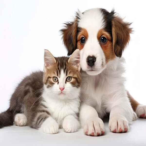 Adorable puppy and kitten lying together on a white background, showcasing their friendship and cute expressions.