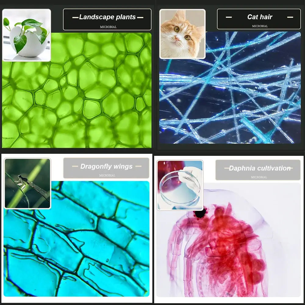 Microscope samples of landscape plants, cat hair, dragonfly wings, and Daphnia cultivation for educational exploration.